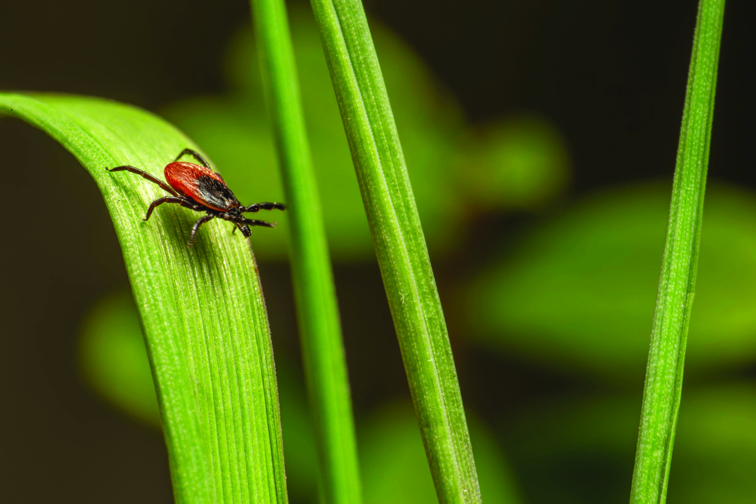 Borreliose (Lyme-Borreliose)
